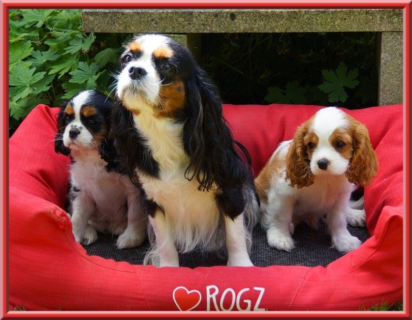 chiot Cavalier King Charles Spaniel de Luline