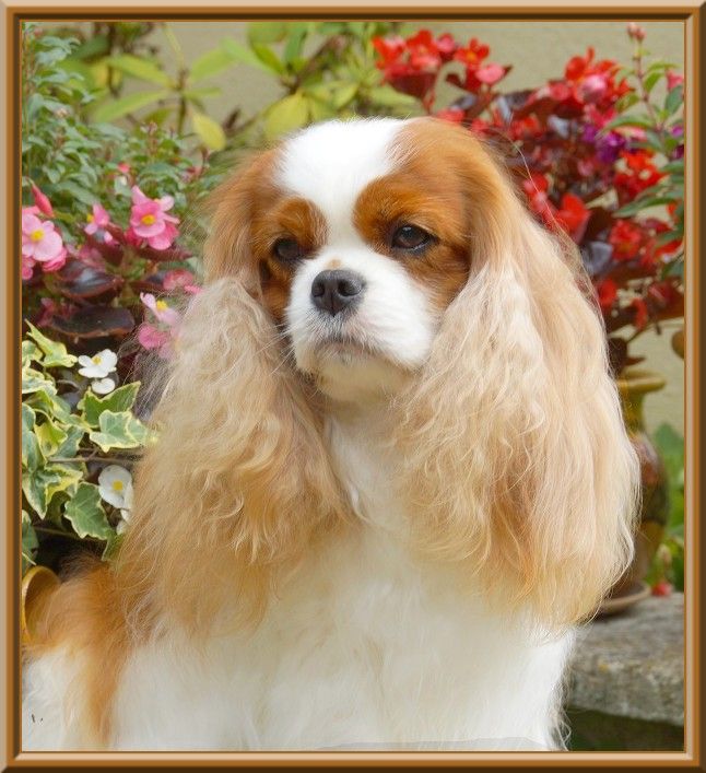 CH. Mayerling de Luline